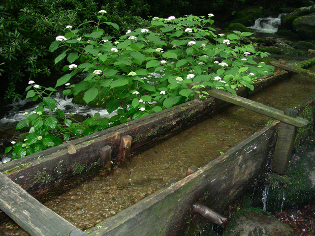 Hydrangea arborescens (Smooth hydrangea) #87274