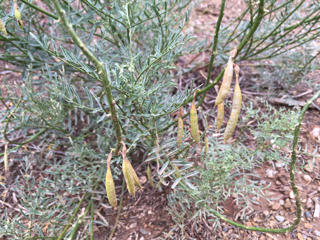 Astragalus schmolliae (Schmoll's milkvetch) #87301