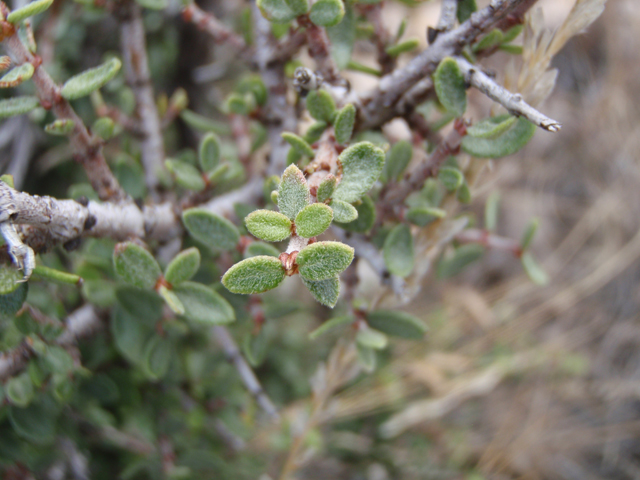 Ceanothus greggii (Desert ceanothus) #87396