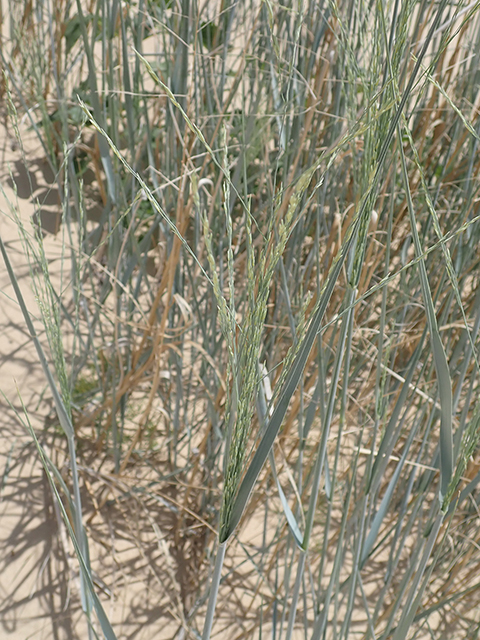 Calamovilfa gigantea (Giant sandreed) #88006