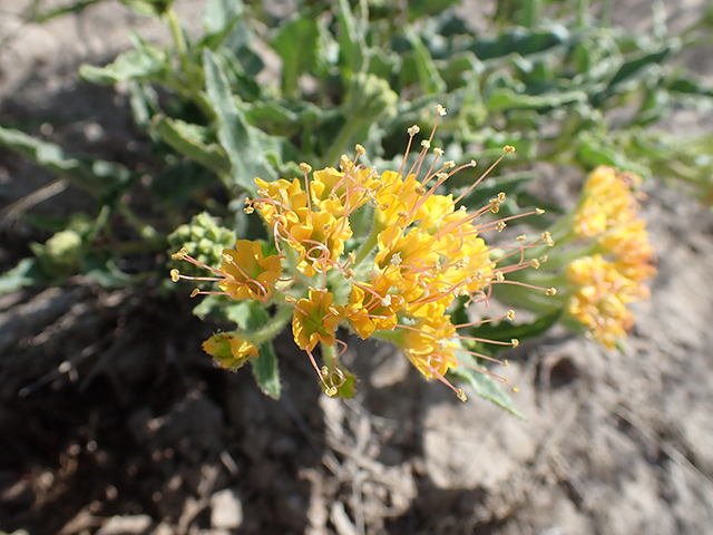 Nyctaginia capitata (Devil's bouquet) #89930