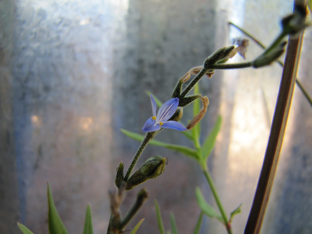 Carlowrightia linearifolia (Heath wrightwort) #28315