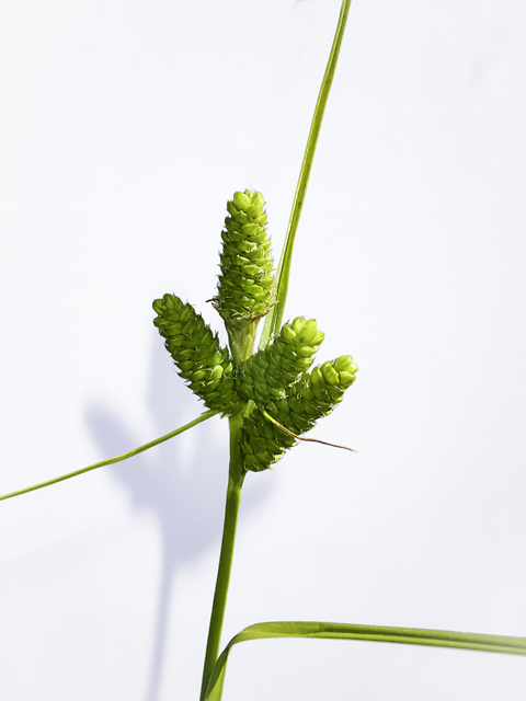 Carex caroliniana (Carolina sedge) #48784